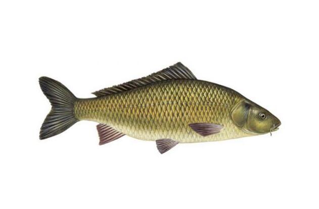 亞洲鯉魚(yú)